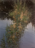 River Sedges - Oil 75x60 cms